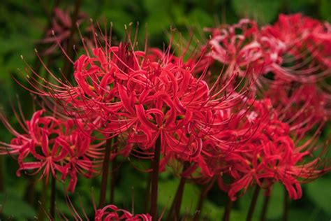 彼岸花 地獄花|彼岸花（ヒガンバナ）ってどんな花？別名や赤・黄色。